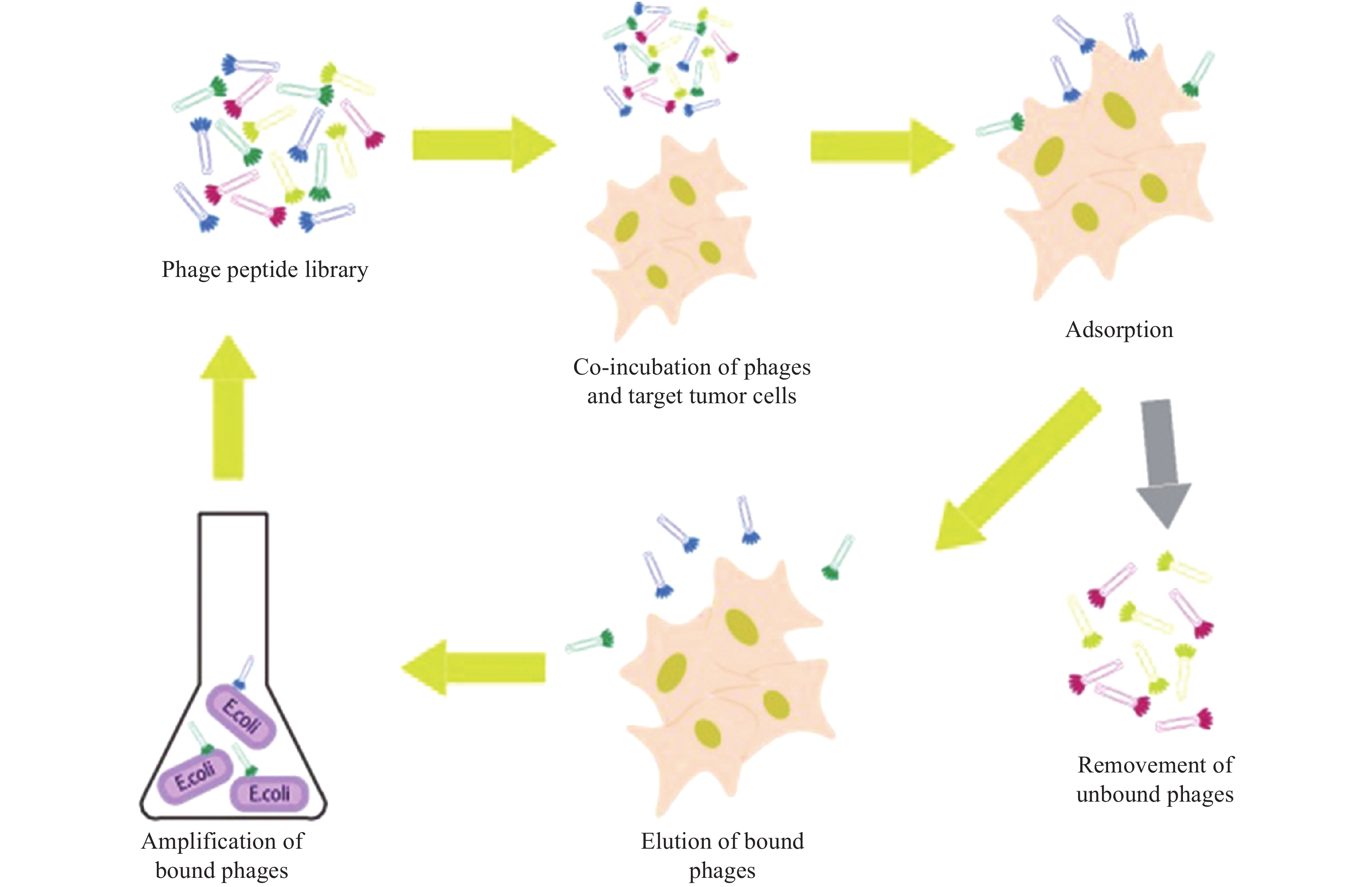 Screening of tumor-targeting peptides for diagnosis and therapy through ...